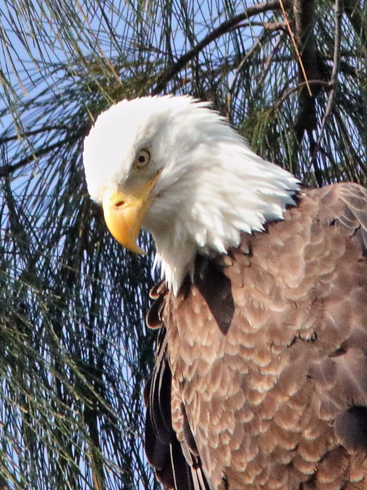 Jewel, female BO-002 Bald Eagle