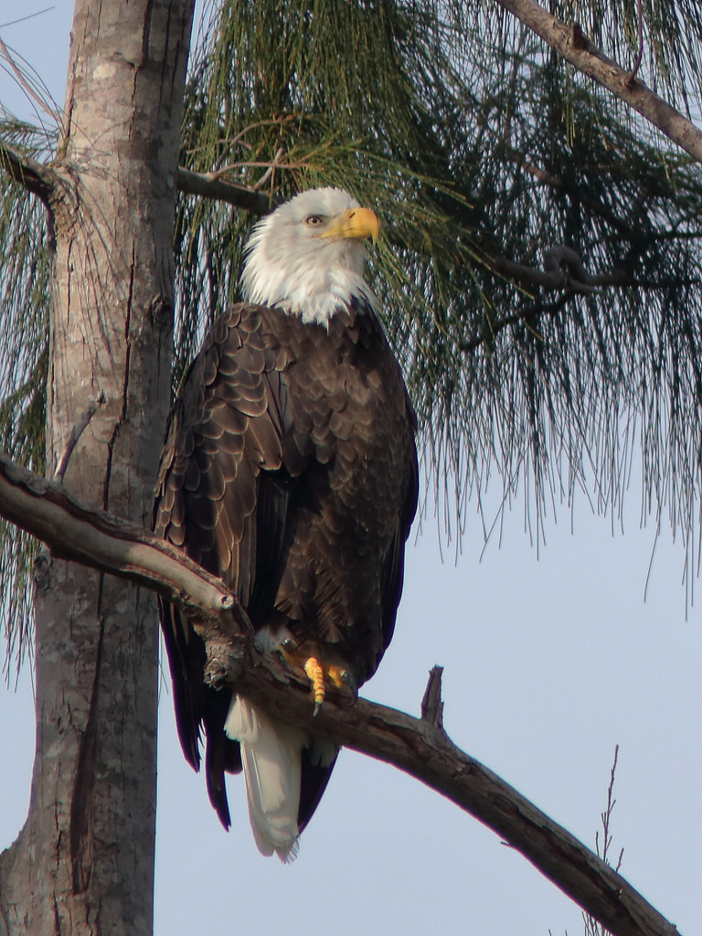 Pride, male BO-002 Bald Eagle