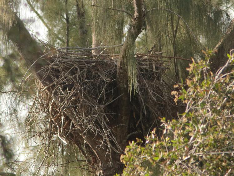 Historical BO-002 nest archive image from October 7, 2018