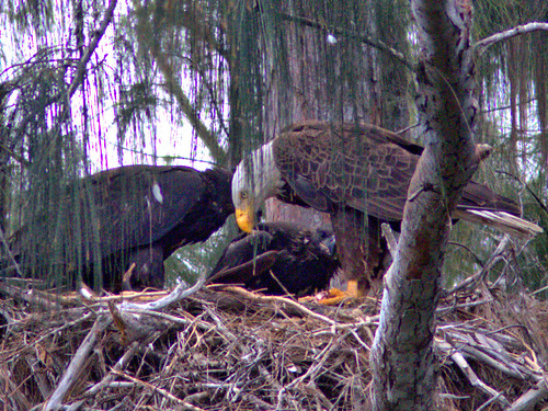 Bald Eagle family at a monitored nest