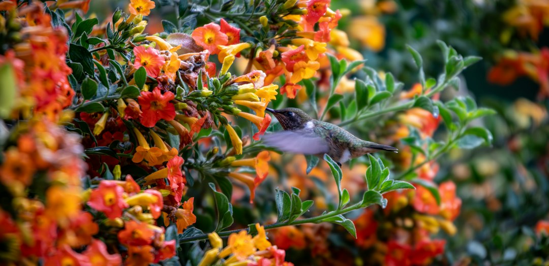 Hummingbird feeding among flowering plants