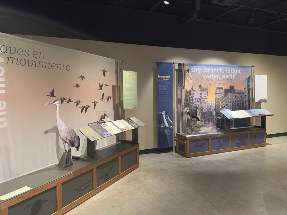 A Day With the Birds displays about bird migration, urban habitat, and changing environments.