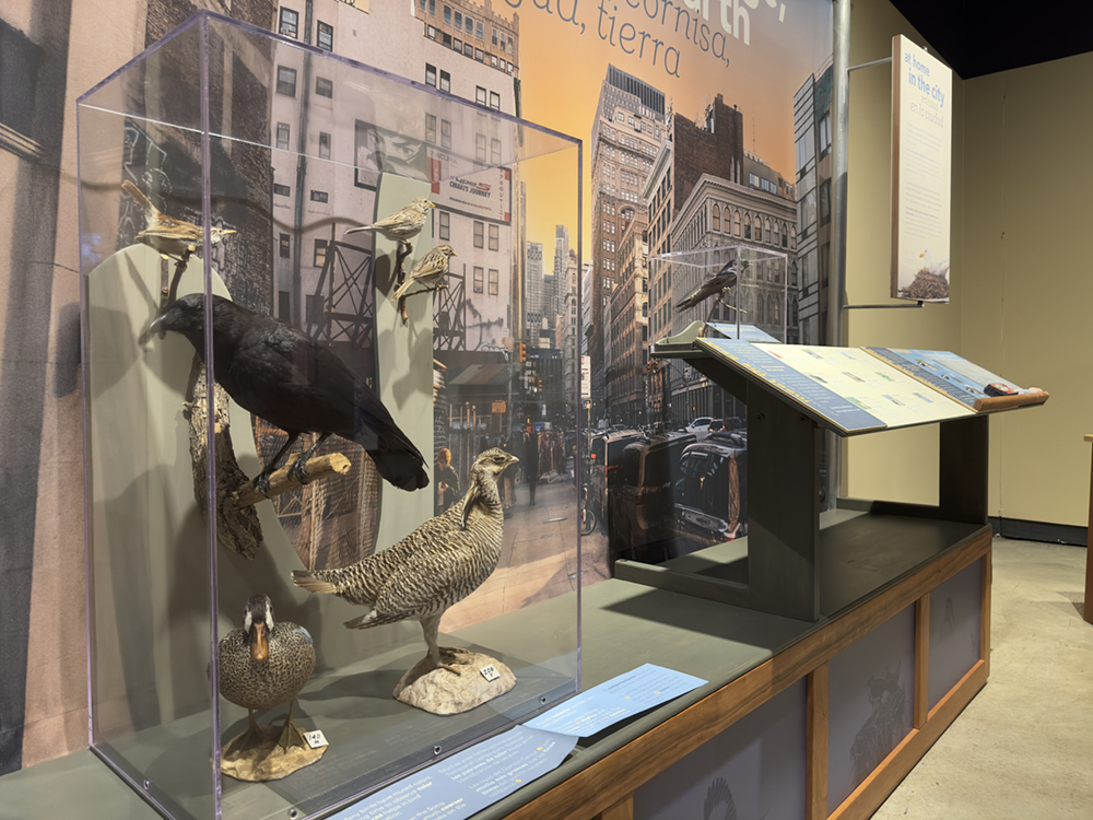 Bird specimens and interpretive materials in the A Day With the Birds exhibition.
