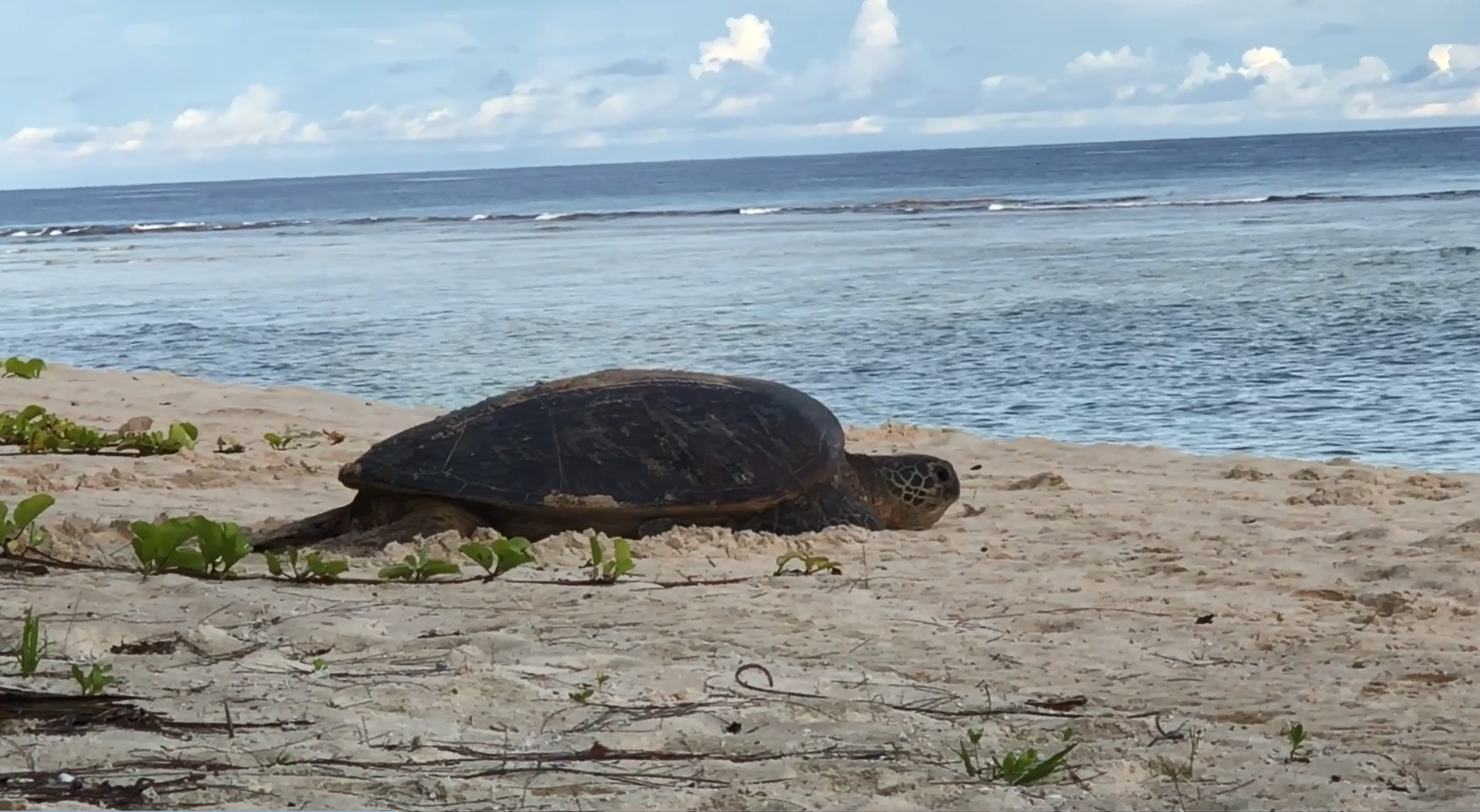 Green sea turtle nesting on a Florida beach