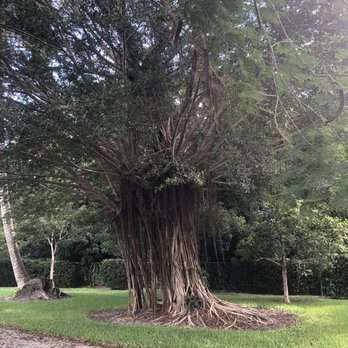Large mature tree on the grounds of Sunny Lake Bird Sanctuary in Davie, Florida.