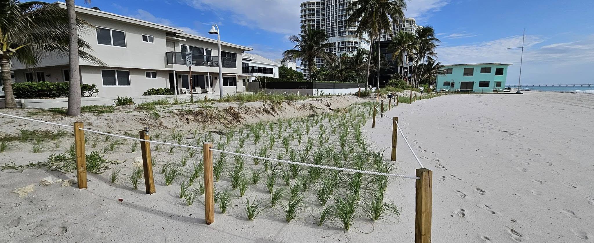 Native dune vegetation along a South Florida beach