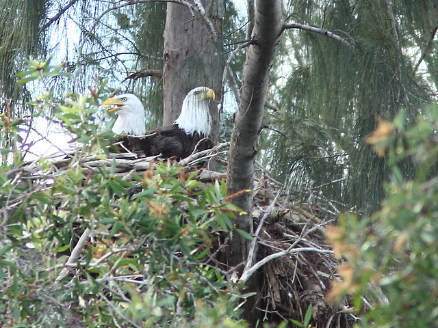 Bald Eagle pair at a Pembroke Pines nest