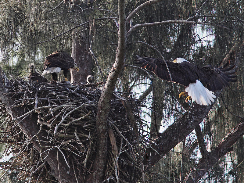 Pride and Joy with two eaglets at BO-002 in February 2014