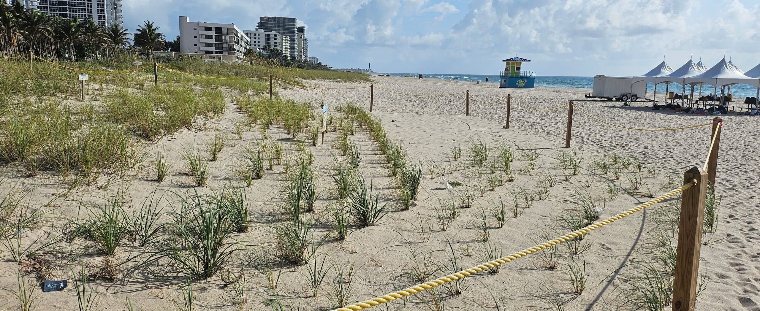 Native dune vegetation along a South Florida beach