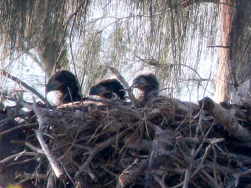 Three Bald Eagle eaglets