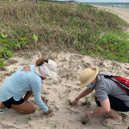 Dune restoration project in South Florida