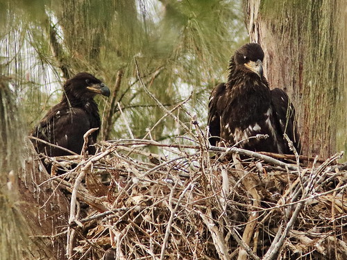 Young Bald Eagles at a Pembroke Pines nest
